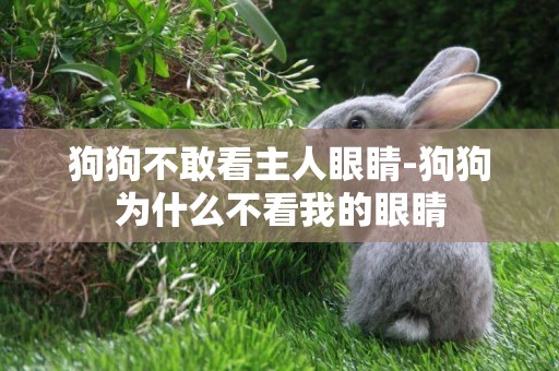 狗狗不敢看主人眼睛-狗狗為什么不看我的眼睛