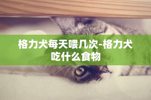 格力犬每天喂幾次-格力犬吃什么食物