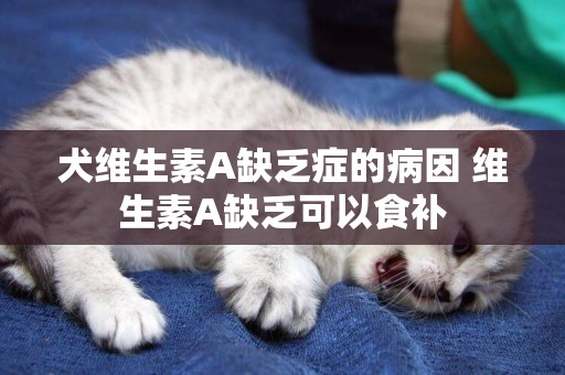 犬維生素A缺乏癥的病因 維生素A缺乏可以食補