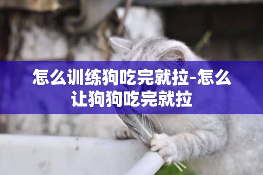 怎么訓練狗吃完就拉-怎么讓狗狗吃完就拉