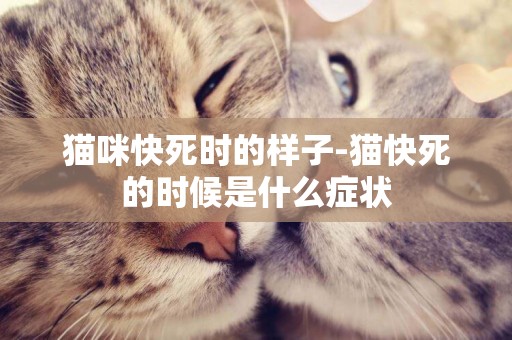 貓咪快死時的樣子-貓快死的時候是什么癥狀