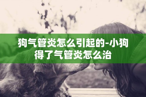 狗氣管炎怎么引起的-小狗得了氣管炎怎么治