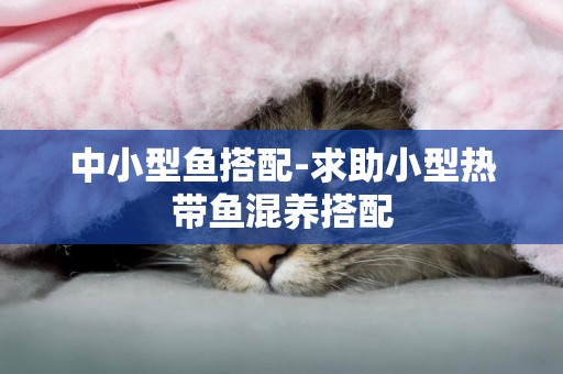 中小型魚搭配-求助小型熱帶魚混養搭配