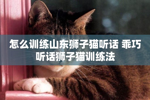 怎么訓練山東獅子貓聽話 乖巧聽話獅子貓訓練法