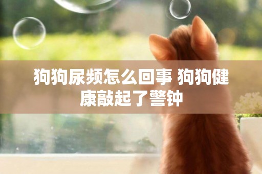 狗狗尿頻怎么回事 狗狗健康敲起了警鐘