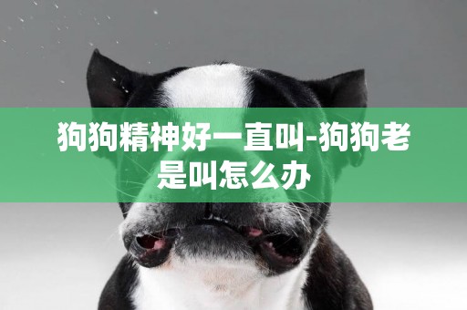 狗狗精神好一直叫-狗狗老是叫怎么辦