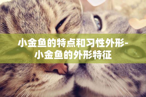 小金魚的特點和習性外形-小金魚的外形特征