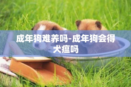 成年狗難養嗎-成年狗會得犬瘟嗎