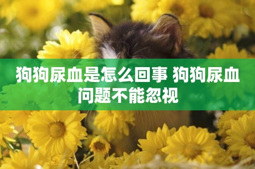 狗狗尿血是怎么回事 狗狗尿血問題不能忽視