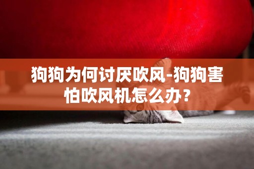狗狗為何討厭吹風-狗狗害怕吹風機怎么辦？