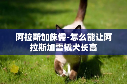 阿拉斯加侏儒-怎么能讓阿拉斯加雪橇犬長高