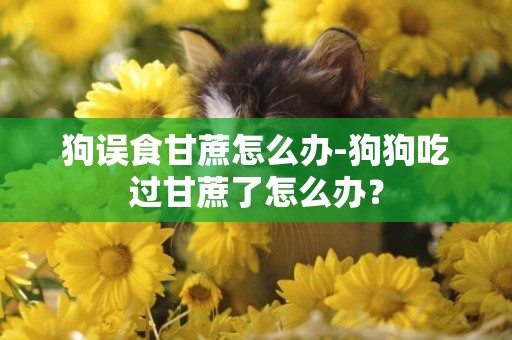 狗誤食甘蔗怎么辦-狗狗吃過甘蔗了怎么辦？