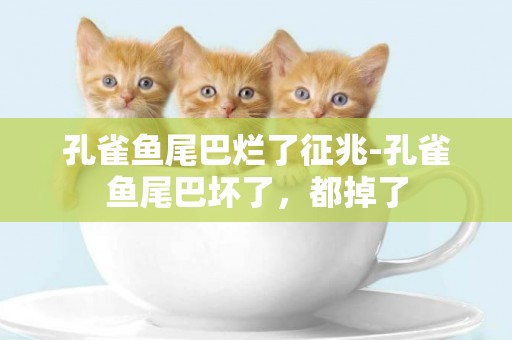 孔雀魚尾巴爛了征兆-孔雀魚尾巴壞了，都掉了