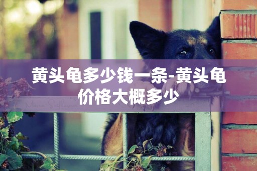 黃頭龜多少錢一條-黃頭龜價格大概多少