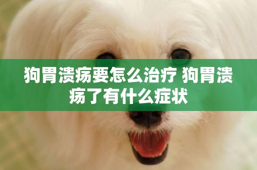 狗胃潰瘍要怎么治療 狗胃潰瘍了有什么癥狀