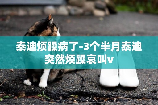 泰迪煩躁病了-3個半月泰迪突然煩躁哀叫v