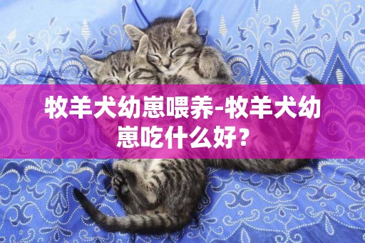 牧羊犬幼崽喂養-牧羊犬幼崽吃什么好？
