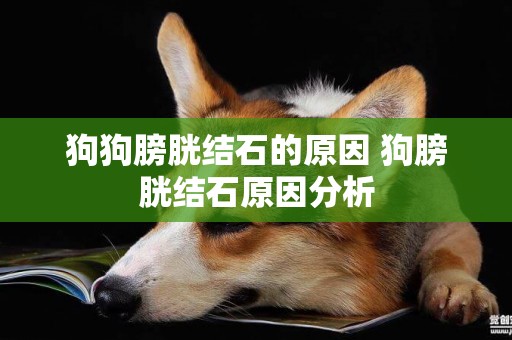狗狗膀胱結石的原因 狗膀胱結石原因分析