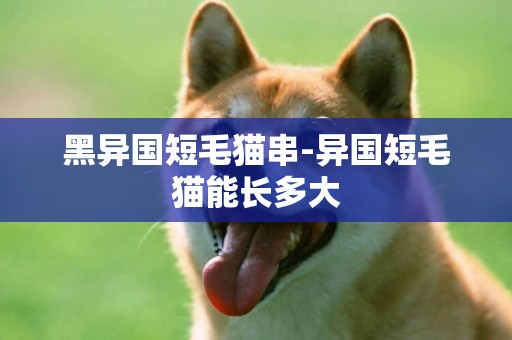 黑異國短毛貓串-異國短毛貓能長多大