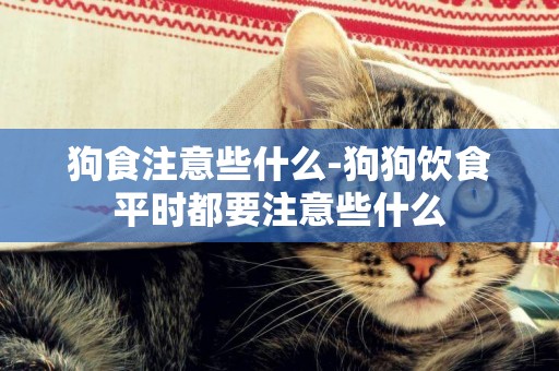狗食注意些什么-狗狗飲食平時都要注意些什么