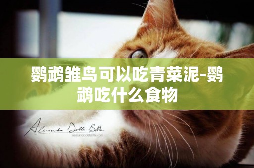 鸚鵡雛鳥可以吃青菜泥-鸚鵡吃什么食物