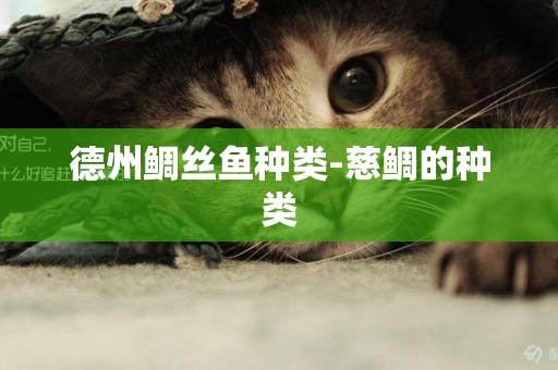 德州鯛絲魚種類-慈鯛的種類