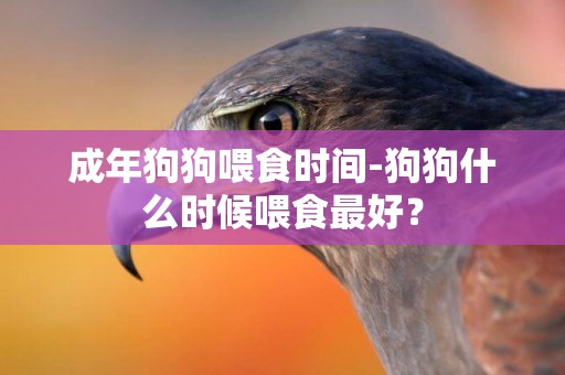 成年狗狗喂食時間-狗狗什么時候喂食最好？