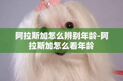 阿拉斯加怎么辨別年齡-阿拉斯加怎么看年齡
