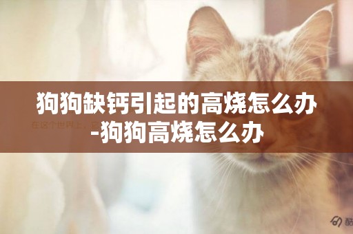 狗狗缺鈣引起的高燒怎么辦-狗狗高燒怎么辦