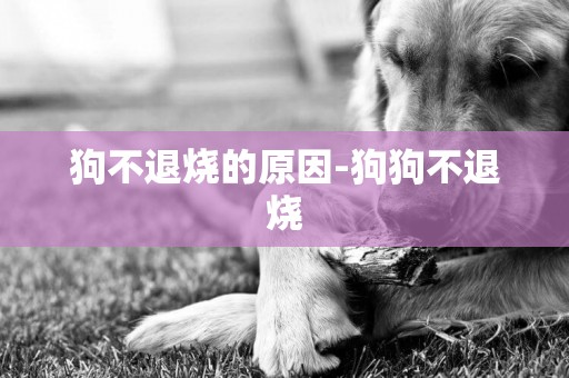 狗不退燒的原因-狗狗不退燒