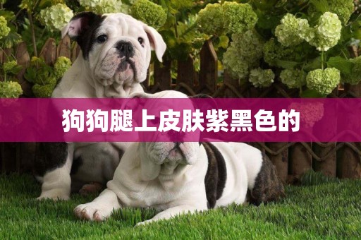 狗狗腿上皮膚紫黑色的
