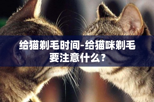 給貓剃毛時間-給貓咪剃毛要注意什么？
