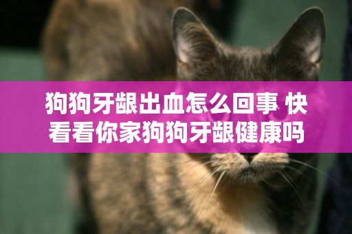 狗狗牙齦出血怎么回事 快看看你家狗狗牙齦健康嗎