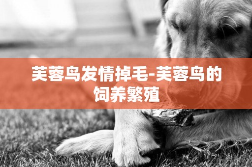 芙蓉鳥發情掉毛-芙蓉鳥的飼養繁殖