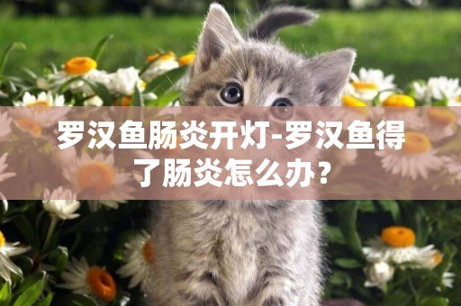 羅漢魚腸炎開燈-羅漢魚得了腸炎怎么辦？
