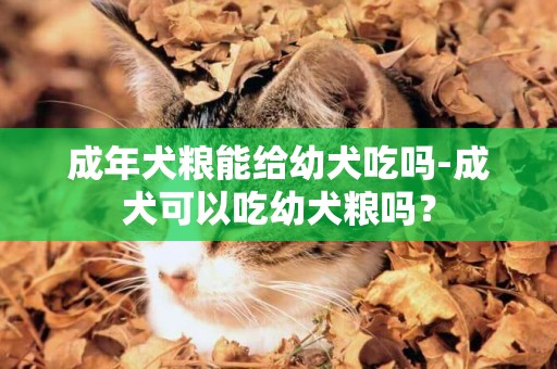 成年犬糧能給幼犬吃嗎-成犬可以吃幼犬糧嗎？