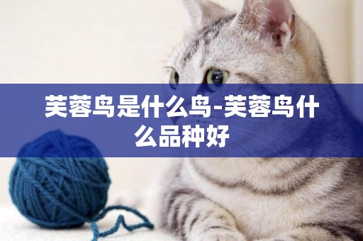 芙蓉鳥是什么鳥-芙蓉鳥什么品種好