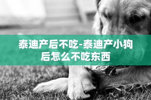 泰迪產后不吃-泰迪產小狗后怎么不吃東西