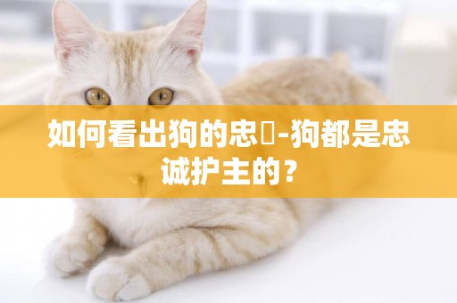 如何看出狗的忠誠-狗都是忠誠護主的？