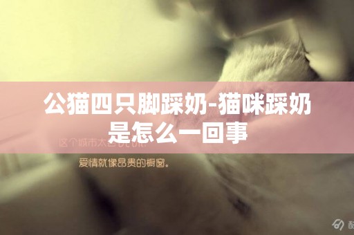 公貓四只腳踩奶-貓咪踩奶是怎么一回事