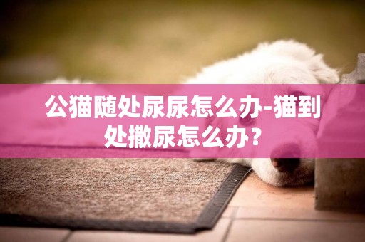公貓隨處尿尿怎么辦-貓到處撒尿怎么辦？