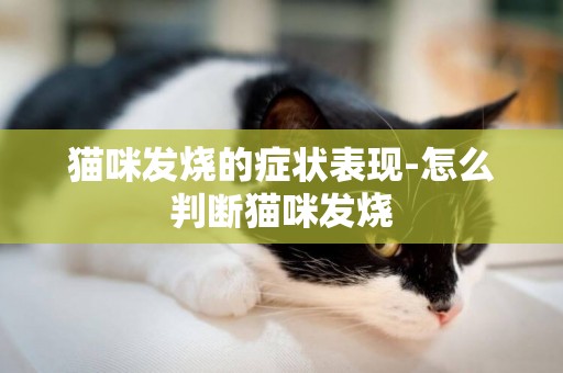 貓咪發燒的癥狀表現-怎么判斷貓咪發燒