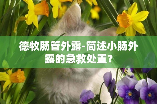 德牧腸管外露-簡述小腸外露的急救處置？
