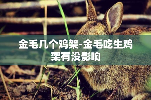 金毛幾個雞架-金毛吃生雞架有沒影響