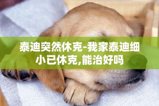 泰迪突然休克-我家泰迪細小已休克,能治好嗎