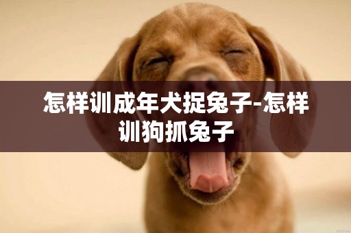 怎樣訓成年犬捉兔子-怎樣訓狗抓兔子