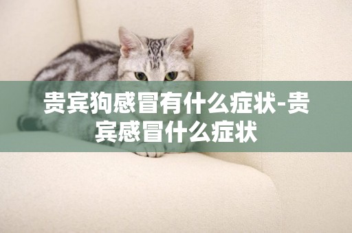 貴賓狗感冒有什么癥狀-貴賓感冒什么癥狀