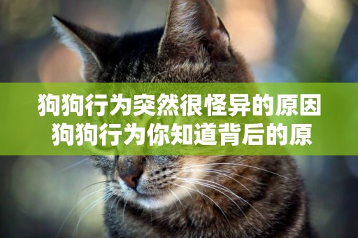 狗狗行為突然很怪異的原因 狗狗行為你知道背后的原因嗎 