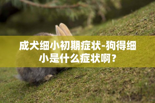 成犬細小初期癥狀-狗得細小是什么癥狀啊？