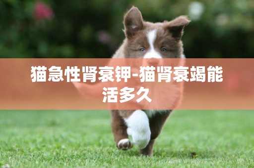 貓急性腎衰鉀-貓腎衰竭能活多久